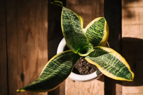 4 Things To Know Before Bringing A Snake Plant Home 